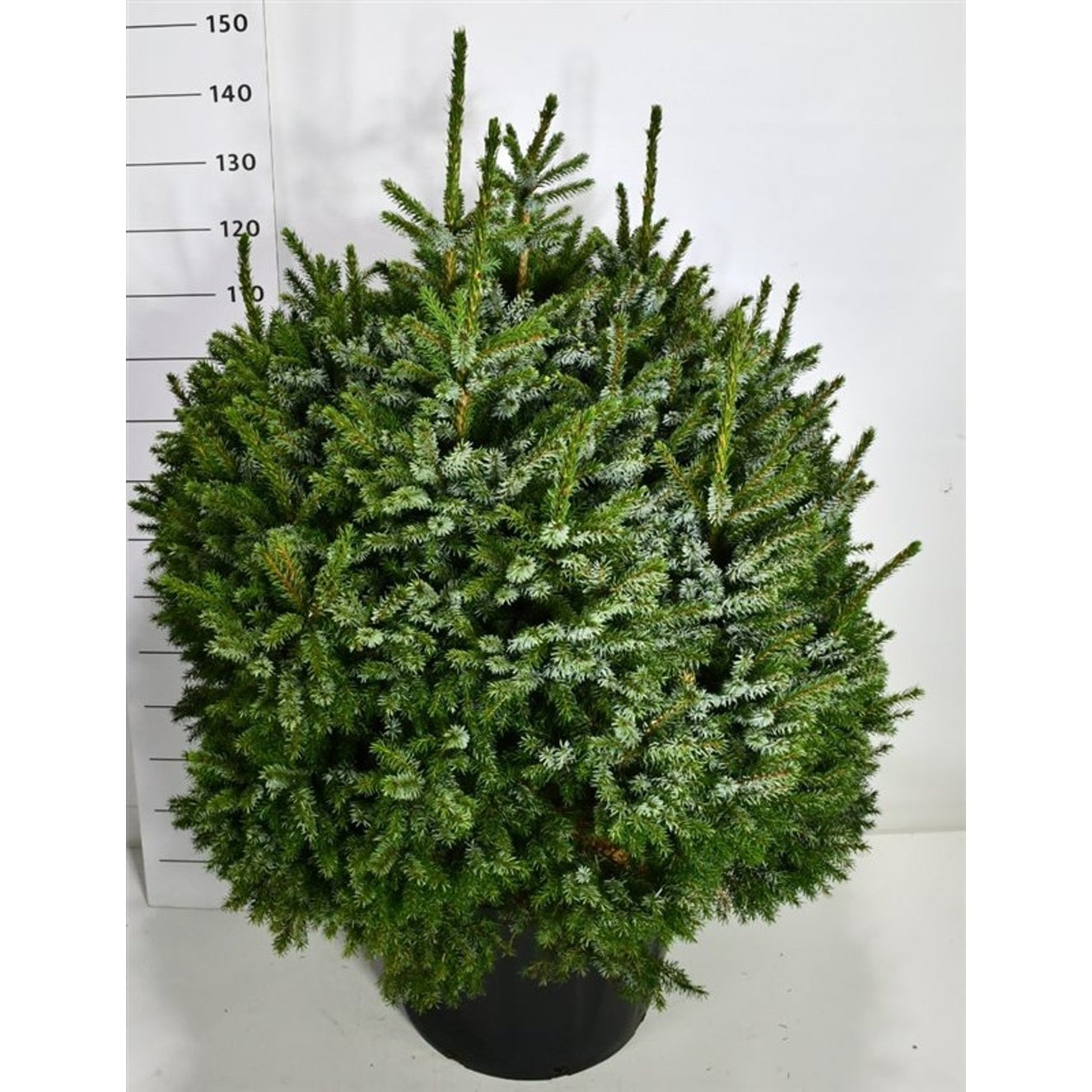 Serbgran – Picea omorika 'Nana' - C80 100-110 cm.